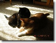 či a či a čičiči,jsou to bratři kočičí