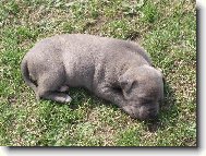 Můj malý piškotek