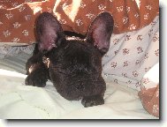 Nejsladší na světě je spánek