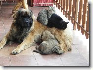 Miláčkové v kupě.