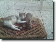 Brzy, brzy raníčko