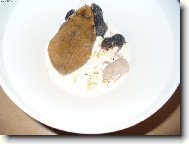 Křeček - Drápalka a její " děti "