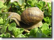 šnečku šnečku...