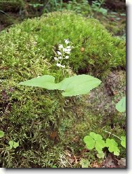 Pstroček dvoulistý