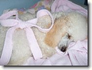 nejhezčí dáreček