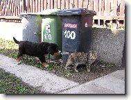 Audinaka oběvuje svět