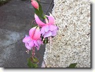 taaaak takovýhle nádherný kytišky mám