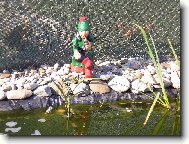 vodníček u nas u rybníčka