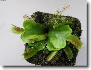 masožravá mucholapka podivná a drosera capensis
