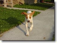 Létající Čestmír.....