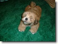 Až Vás chytím tak vás sním!