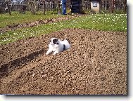 Já ten záhon dodělám.