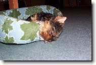 Když spím,tak spím...