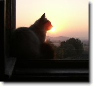 Kočka která snědla slunce