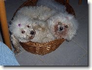 Pudlík Dixinka a Bišonek Amynka