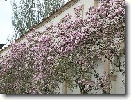 Magnolie, růžová kráska