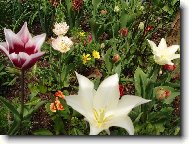 rozkvetlá zahrádka