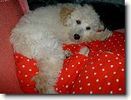 polštářkový pudlíček