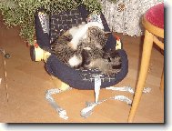 Miminka pod stromečkem