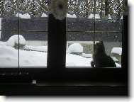 kocourek Šalamounek