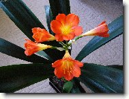 Řemenatka , Klívie