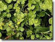 Najdi si svůj čtyřlístek pro štěstí