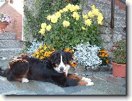 Bernský salašnický pes