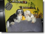 naše shih-tzunky