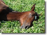 Nebudit, prosím :-)