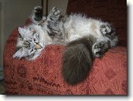 Hajá Báda, hajá ráda