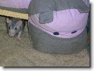 Porovnání hlaviček