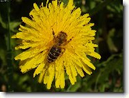 včela na pampelišce