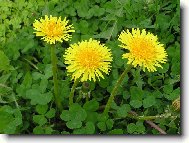 Smetanka lékařská