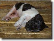 Německý ohař dlouhosrstý