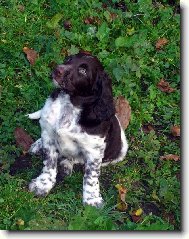 Německý ohař dlouhosrstý