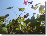 pohled mravence na svět...