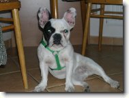 Pozor vyletí ptáček