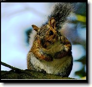 Nemáš oříšek ?!?!?!?