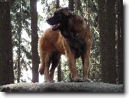 Bonnie B. Bora z Milotiček