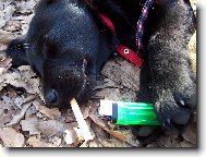 4 měsíční labradorka Barča