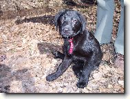 Ségry fenka Barinka