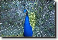 Páv v jarním kabátě