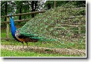 Páv v jarním kabátě