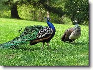 Příroda je mocná čarodějka