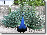 Příroda je mocná čarodějka