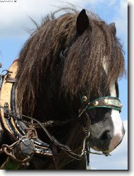 portrét "chlaďase"