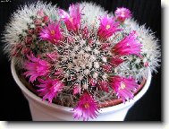 Kaktus z mé sbírky