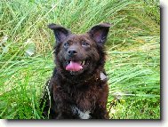 Mišutka-čistokrevný voříšek