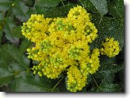 Žluté květy mahonu