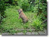 Bára a la svišť :)